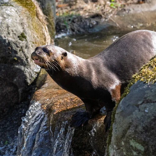 Jersey Zoo Otters: Giant Duo Arrive at New Habitat