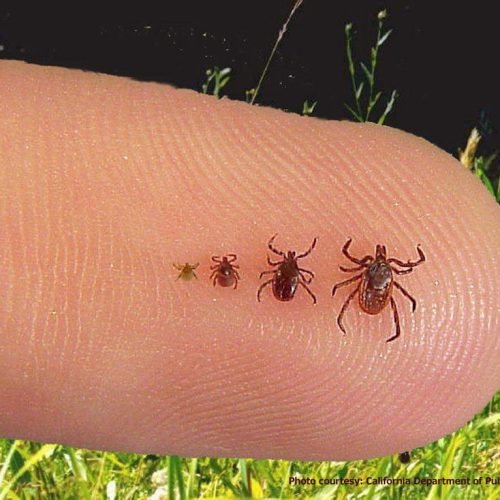 Lyme Disease on the Rise in Canada, US