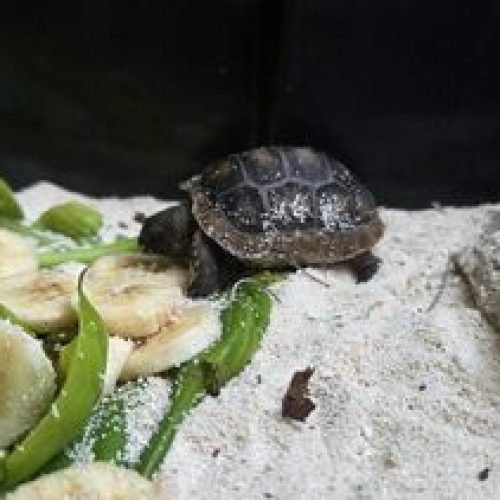 Aldabra Giant Tortoise Artificial Incubation Success