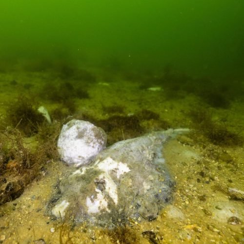 Australia Toxic Algae Bloom Declared a ‘Natural Disaster’