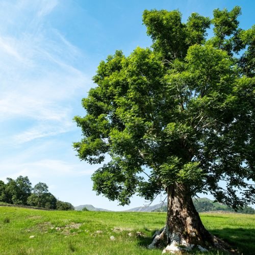 Ash Trees Disease Resistance: A Natural Fightback