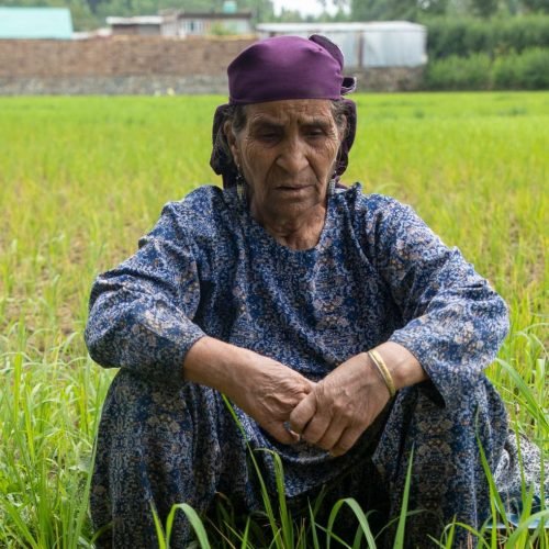 Kashmir heat crisis hits health and harvests