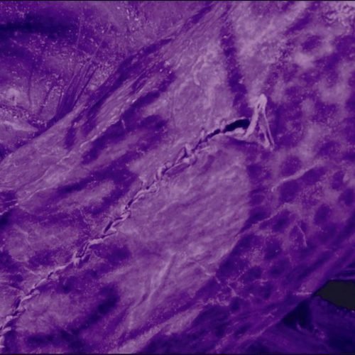 Siberian Ice Mummy Tattoos Unveiled After 2,500 Years