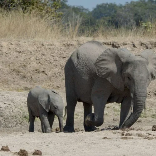 Zambia Elephant Attack: Tourists Killed on Safari