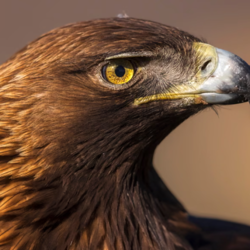 Human Impact on Raptors Revealed by GPS Tracking