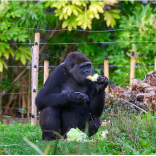 Bristol Zoo Gorillas Are Healthy, Say Zookeepers