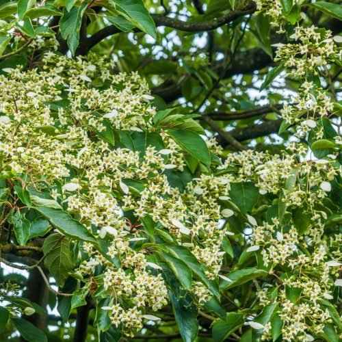 Rare tree flowering230: Sixth bloom in 100 years at Borde Hill