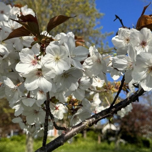 Taihaku Cherry Blossom Conservation Started in Kent