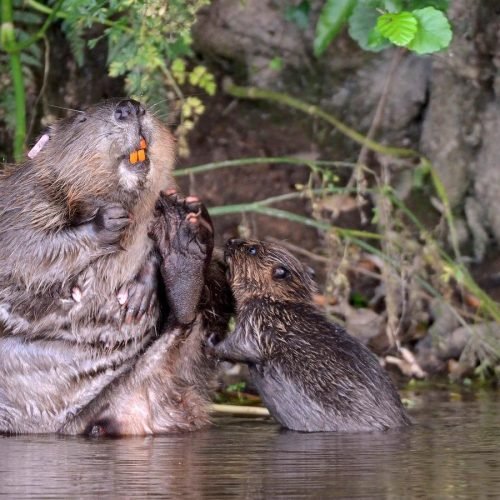 Baby Beavers in Cornwall Born at Helman Tor Reserve