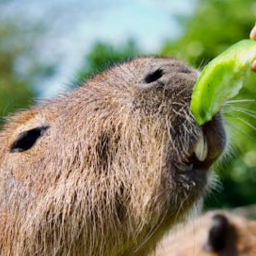 Animal Cafes in Asia: The Hidden Cost of Cute Encounters