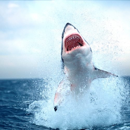 Sharks in UK Waters: Climate Impact on Marine Life