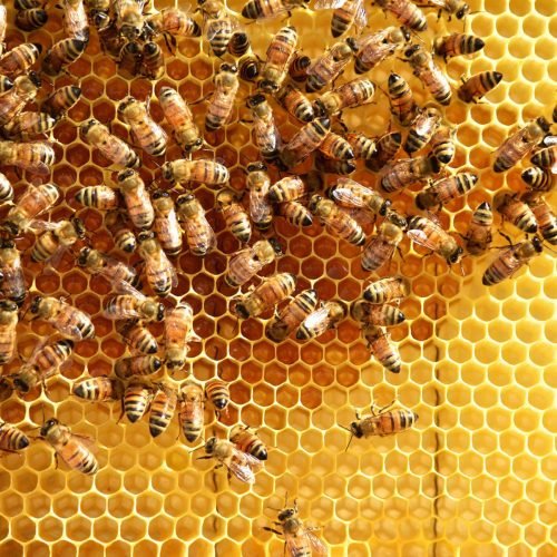 Why Honey Doesn’t Spoil: Nature’s Sweetest Preservative