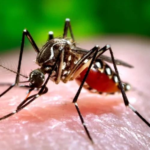 China Chikungunya Outbreak: 7,000 Infected