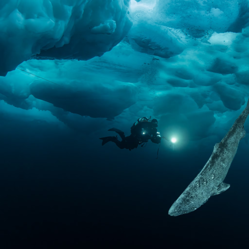 Greenland Shark Discoveries: Scientists Reveal New Secrets