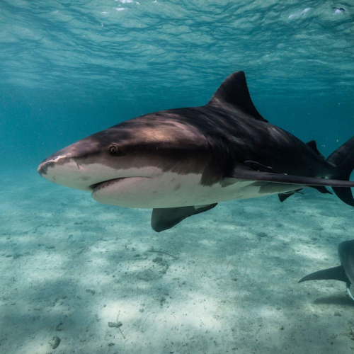 Shark Attacks in Australia: Safest Beaches and Times to Swim