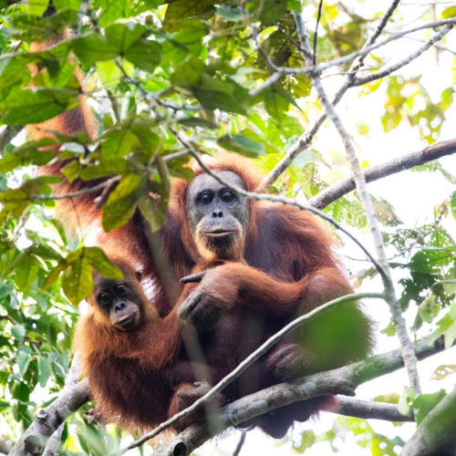 Tapanuli Orangutans Conservation: Indonesia Protects Rare Apes