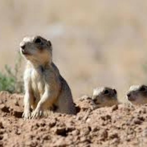 Pneumonic Plague Arizona: Risks, Symptoms, and Prevention