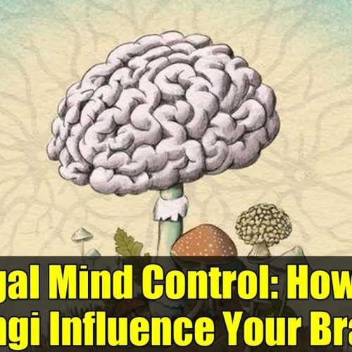 Fungi Influencing Our Brain: Hidden Effects on Health