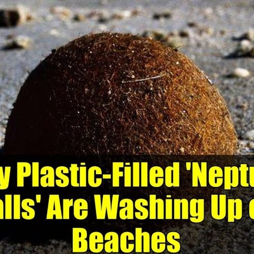 Neptune Balls Ocean Plastic: How Seagrass Sends Trash Back
