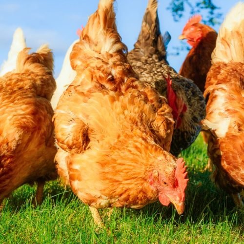 Free Chickens for Food Waste: A European Solution