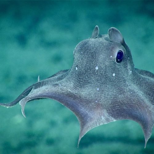 Deep Sea Mining Impact: 50 Years of Ocean Scars