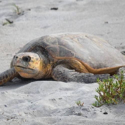 Sea Turtle Nesting in Florida: Melbourne Beach’s Vital Role