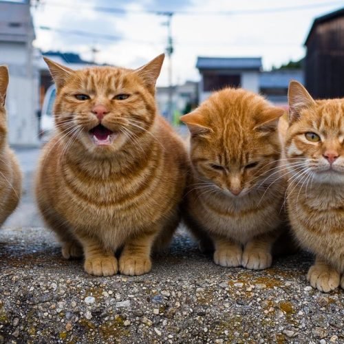 Cat Meow Genetics: Why Some Cats Talk More