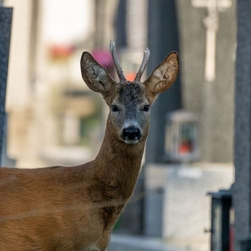 Vienna Cemetery Biodiversity Thrives Amid the Graves