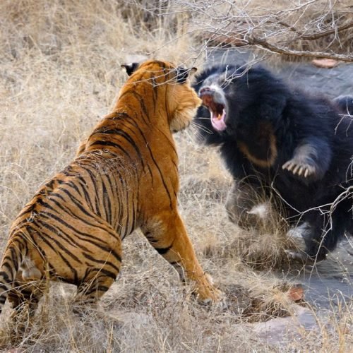 Face-Clawing Sloth Bear That Scares Tigers Lives Among Humans