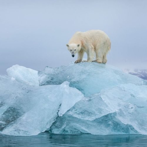 Ethical Last-Chance Tourism: A Responsible Travel Guide