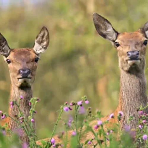 The Dutch Rewilding Project That Took a Dark Turn