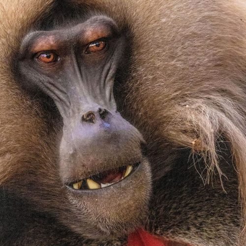 Animals Teach Us About Tyranny and How Societies Change