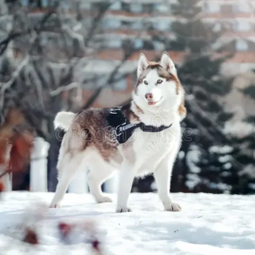 Arctic Folk High Schools Beat Phone Addiction