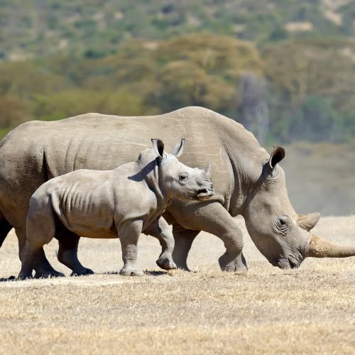 African white rhino, National park of Kenya