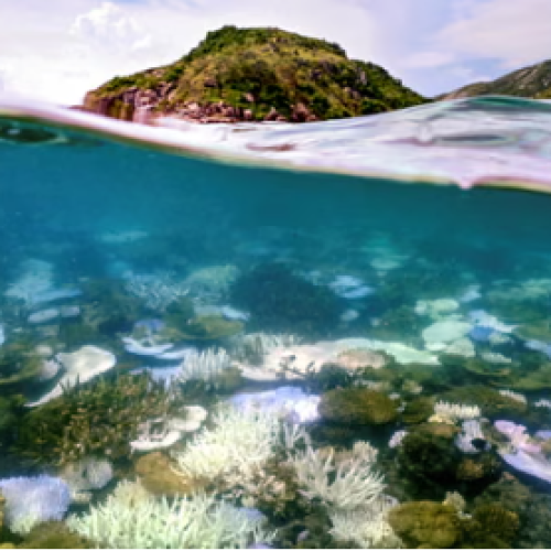 Coral Reefs Tipping Point Reached: Climate Crisis Unfolds