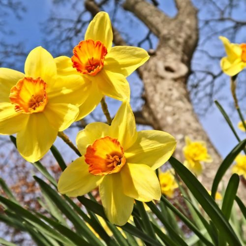 Rare Daffodils Feared Lost: Tracking Them Across Britain