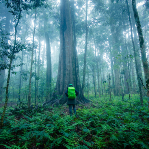 Australian Rainforest Carbon Shift Raises Global Alarm