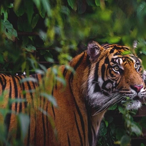 Danish Zoo Asks for Unwanted Pets to Feed Its Predators