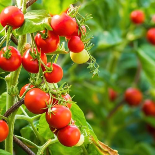 Plant Distress Sounds: How Animals React to Silent Warnings