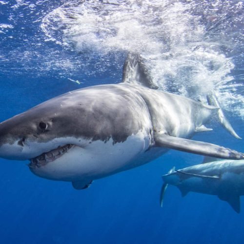 Great White Shark Photography: Changing Public Perception