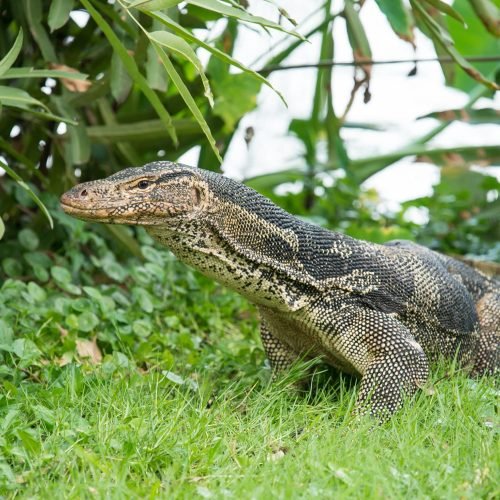 Bangkok Water Monitors: How Giant Lizards Thrive in the City