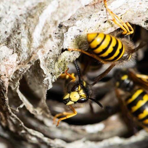 Radioactive wasp nest found at former US nuclear site